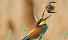 笼中的小鸟和蝙蝠