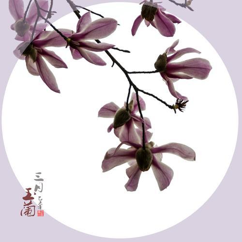 三月・玉兰_900字