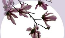 三月・玉兰_900字