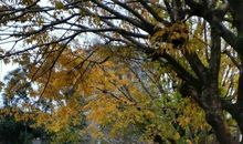 再也不用发愁写景作文了，这里有你要的写作方法和参考范文