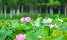 关于初夏的诗句