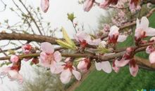 矮桃树-写物的作文400字