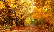 关于秋天的作文：乡村秋趣_700字