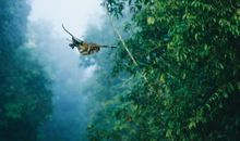 婆罗洲探险 一场惊险的梦作文1200字