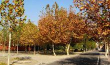 关于秋天的作文：校园秋色_750字