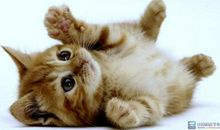 我的小猫咪 关于动物的作文200字