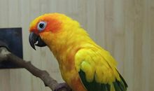 思辨类作文｜“藏獒可以随便逗，但千万别惹鹦鹉”？