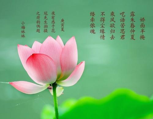 描写荷叶的好段