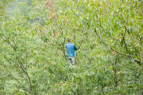 美丽作文：《乡村的春天》，乡村的春天，是一幅美丽画卷 1