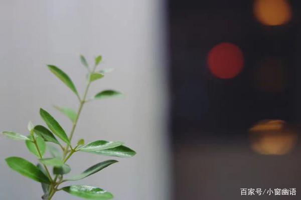 思辨类作文|“藏獒可以随便逗,但千万别惹鹦鹉”? 2