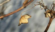 写物的作文：枯叶