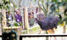 描写动物园动物的优美段落