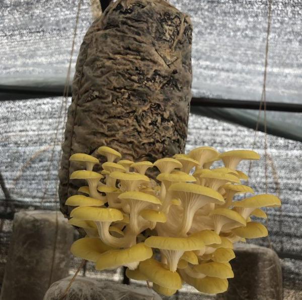 全景呈现:方正县首届稻作文化节盛大开幕! 46