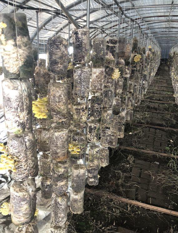 全景呈现:方正县首届稻作文化节盛大开幕! 45