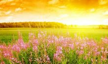 秋天的田野_500字