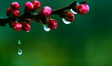 写景作文：记春雨游园