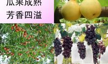 秋天的果园和菜园_700字