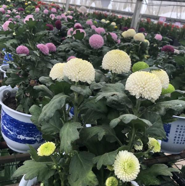 全景呈现：方正县首届稻作文化节盛大开幕！ 43