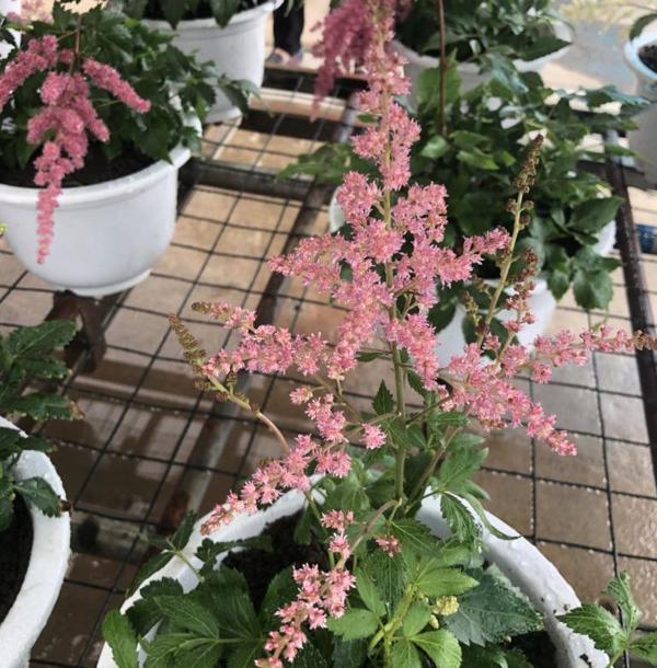 全景呈现:方正县首届稻作文化节盛大开幕! 42