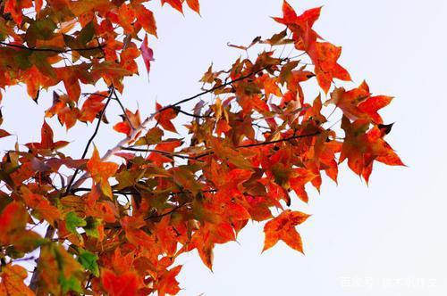 四年级作文：记忆中的枫树