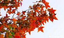 四年级作文：记忆中的枫树