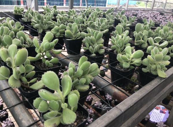 全景呈现:方正县首届稻作文化节盛大开幕! 41