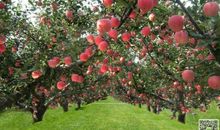 秋天的果园_300字