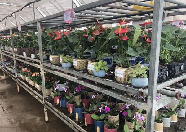 全景呈现:方正县首届稻作文化节盛大开幕! 40