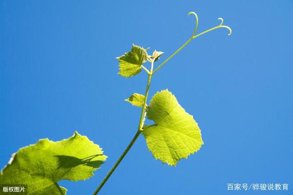 中学生作文点评:《一花一世界,一叶一菩提》,物转星移花开花落