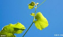 中学生作文点评：《一花一世界，一叶一菩提》，物转星移花开花落