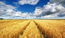 秋天的田野_450字