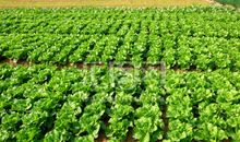 蔬菜养殖基地三年级作文