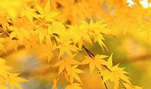 秋天的树叶_350字