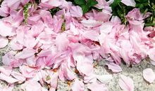 「人间词话」有关诗词的真情实感读后感一二