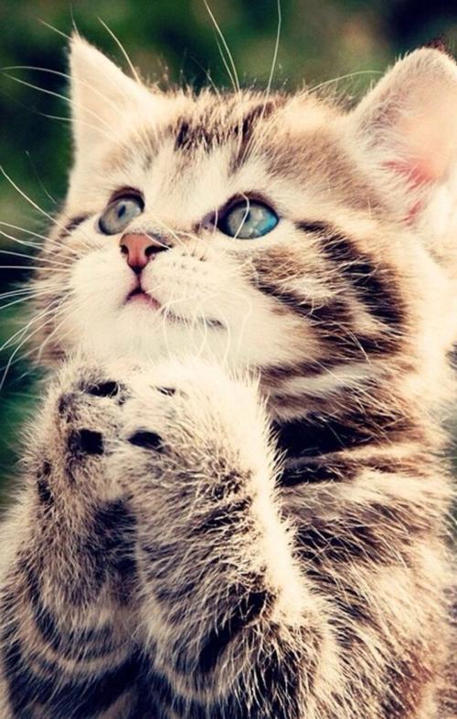 仰望星空的猫 优秀记叙文500字