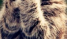 仰望星空的猫 优秀记叙文500字