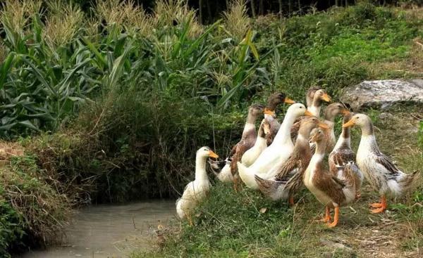 全景呈现:方正县首届稻作文化节盛大开幕! 31