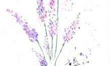 初一演讲稿：普罗旺斯――薰衣草_450字