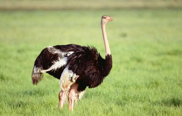 全景呈现:方正县首届稻作文化节盛大开幕! 30