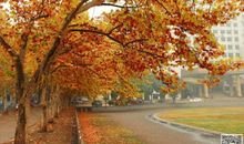 秋天的校园_450字