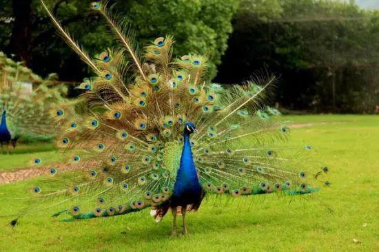 全景呈现:方正县首届稻作文化节盛大开幕! 29