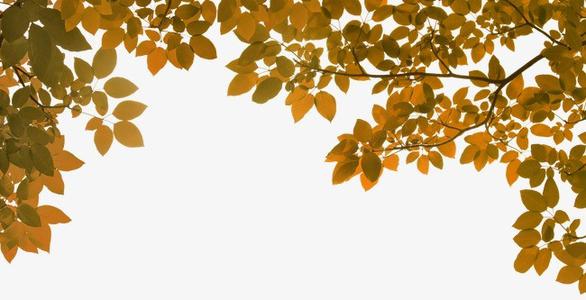 秋天，树叶_800字