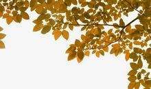 秋天，树叶_800字