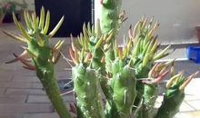 整理五年级作文《仙人球》