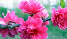 初三状物作文：美丽的樱花_700字