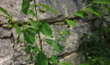 初三状物作文：凤仙花_750字