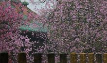 满屋子都是花香-优秀记叙文400字