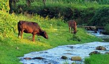 五年级作文：小溪找妈妈