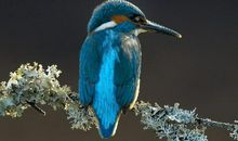 鸟羽 《青鸟》读后感600字