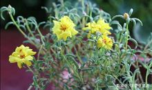 四年级写景作文，美丽的午时花